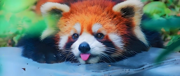 rpl mandarin  school logo